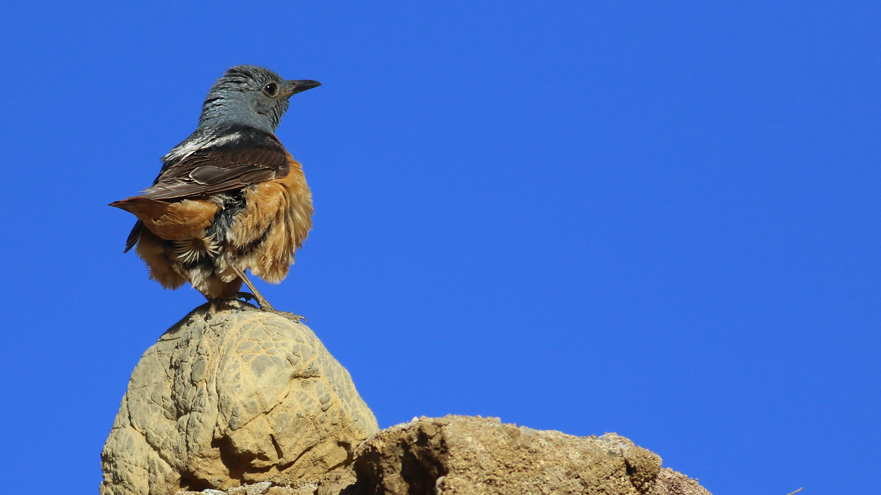 Rufous-tailed Rock-Thrush